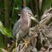 Green heron showing of his catch.  by dutchothotmailcom