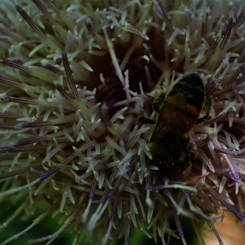 Pollen by eudora