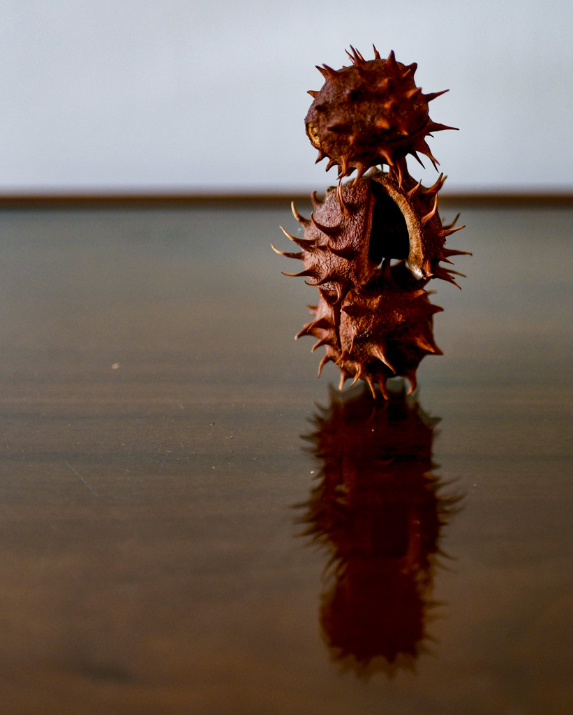 chestnut still life with reflections by brigette