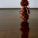 chestnut still life with reflections by brigette