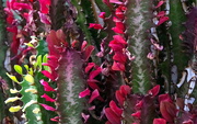 8th Apr 2021 - Cactus in Bloom