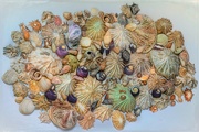 16th Apr 2021 - Shell collection