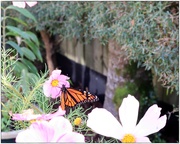 16th Apr 2021 - Butterfly visit