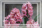 16th Apr 2021 - pink hyacinths