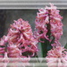 pink hyacinths by quietpurplehaze