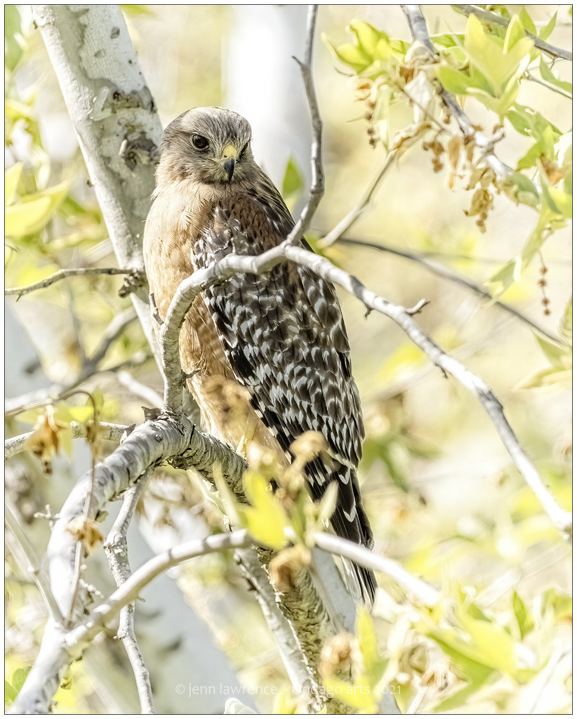 Red-shouldered Hawk by aikiuser