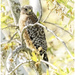 Red-shouldered Hawk by aikiuser