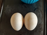 11th Apr 2021 - Goose eggs for lunch