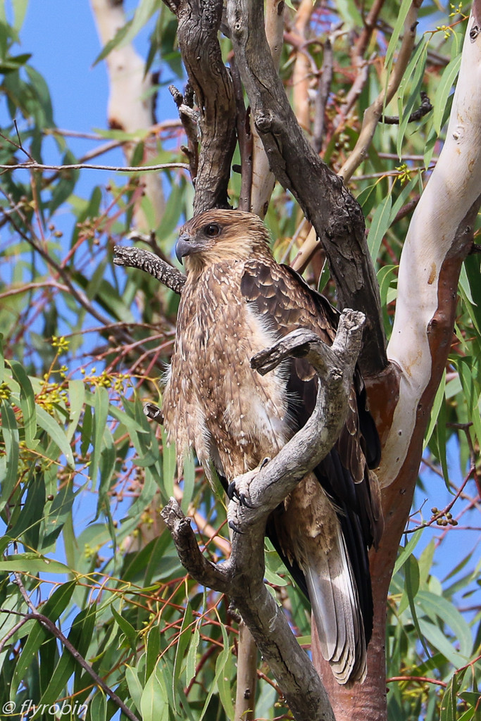 Whistling kite by flyrobin