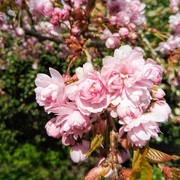 16th Apr 2021 - Spring blossom