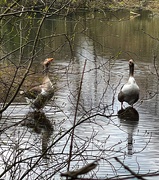 16th Apr 2021 - Angry geese