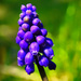 Grape Hyacinth by milaniet