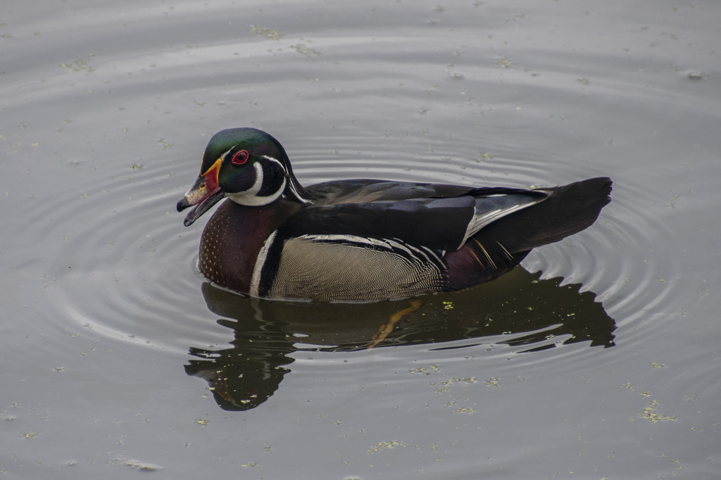 Mr. Wood Duck by timerskine