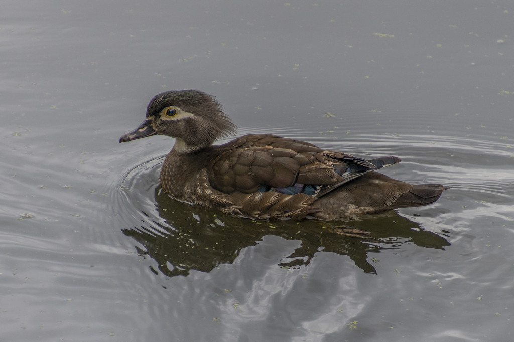 Mrs. Wood Duck by timerskine