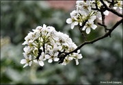 16th Apr 2021 - Pear blossom