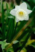 13th Apr 2021 - Daffodil 13