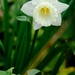 Daffodil 13 by 4rky