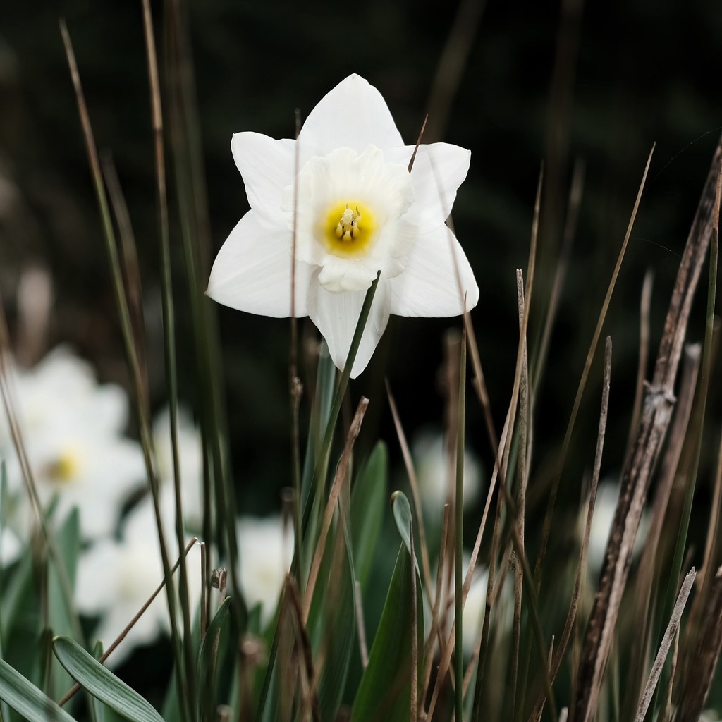 Daffodil 18 by 4rky