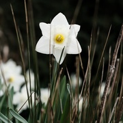 18th Apr 2021 - Daffodil 18