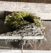 16th Apr 2021 - Nest with a roof 