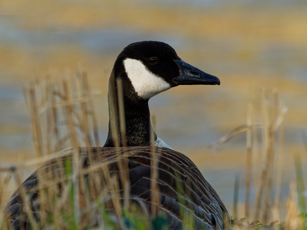 Canada goose nesting by rminer