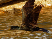 16th Apr 2021 - double-crested cormorant in flight