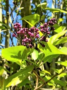16th Apr 2021 - The Lilacs coming along nicely! 