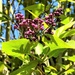 The Lilacs coming along nicely!  by bigmxx