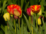 16th Apr 2021 - tulips