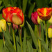 tulips by rminer