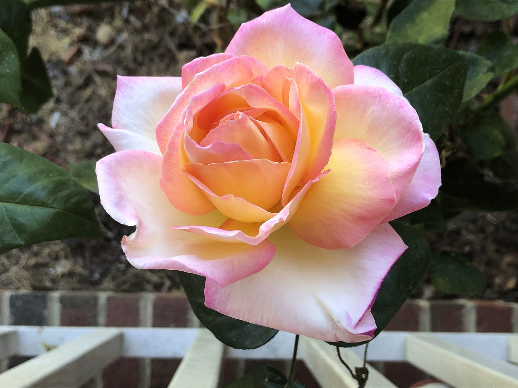Lori's Pink rose by homeschoolmom