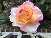 12th Apr 2021 - Lori's Pink rose