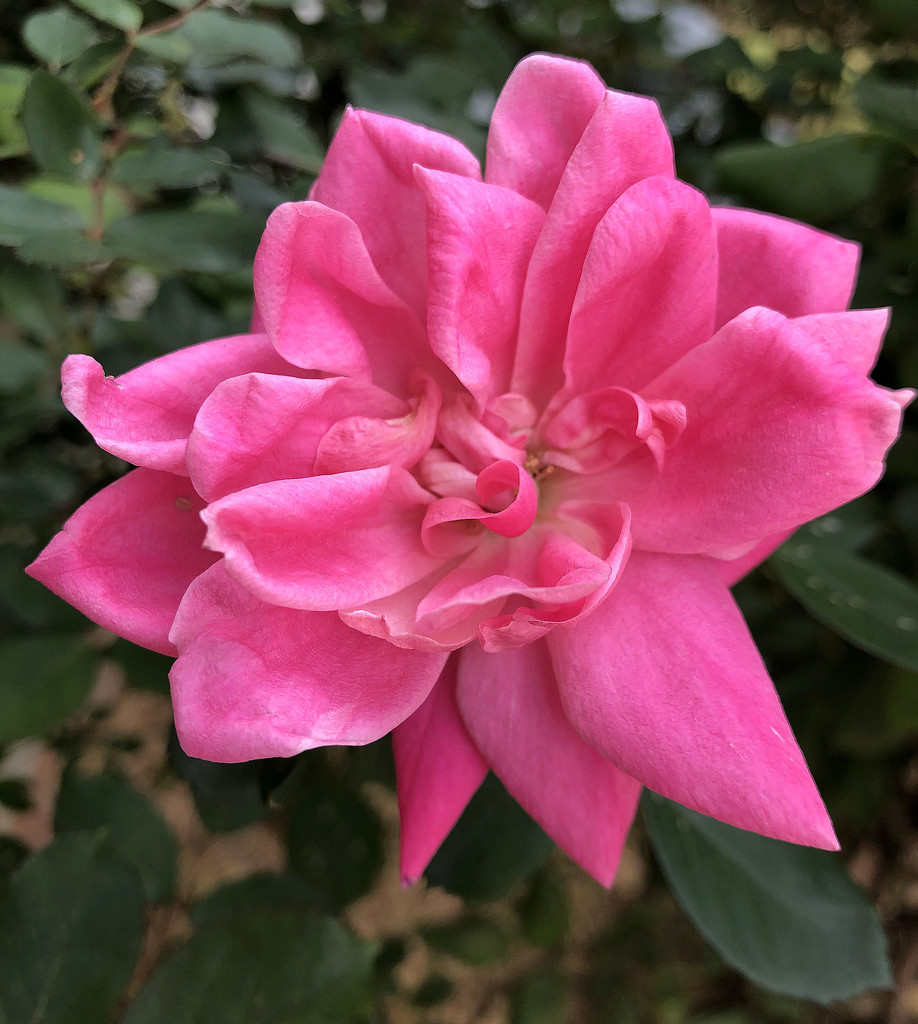 Pink rose 2 by homeschoolmom