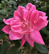 13th Apr 2021 - Pink rose 2