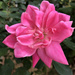 Pink rose 2 by homeschoolmom