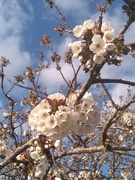 16th Apr 2021 - April Blossom