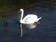 4th Apr 2021 - Swan on the Leen