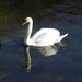 Swan on the Leen by oldjosh