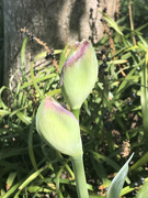16th Apr 2021 - Iris in sunlight