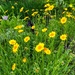 Lance-leaved coreopsis by congaree
