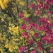 Forsythia and Ribes by snowy