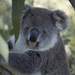 Isn't she lovely by koalagardens