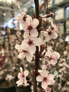 16th Apr 2021 - Cherry blossoms