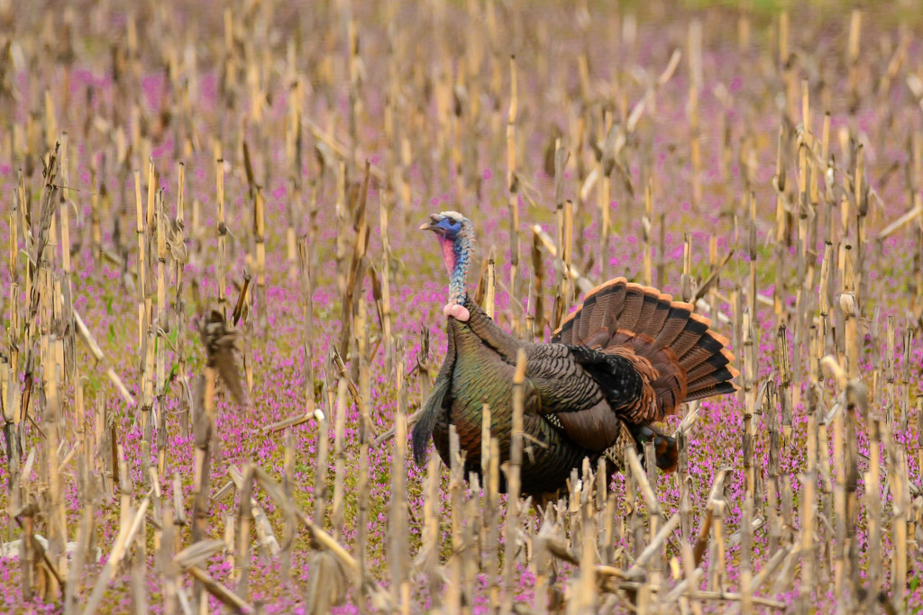 Strutting Turkey in a Field of Henbit by kareenking