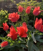 12th Apr 2021 - Tulips