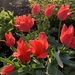 Tulips by beckyk365