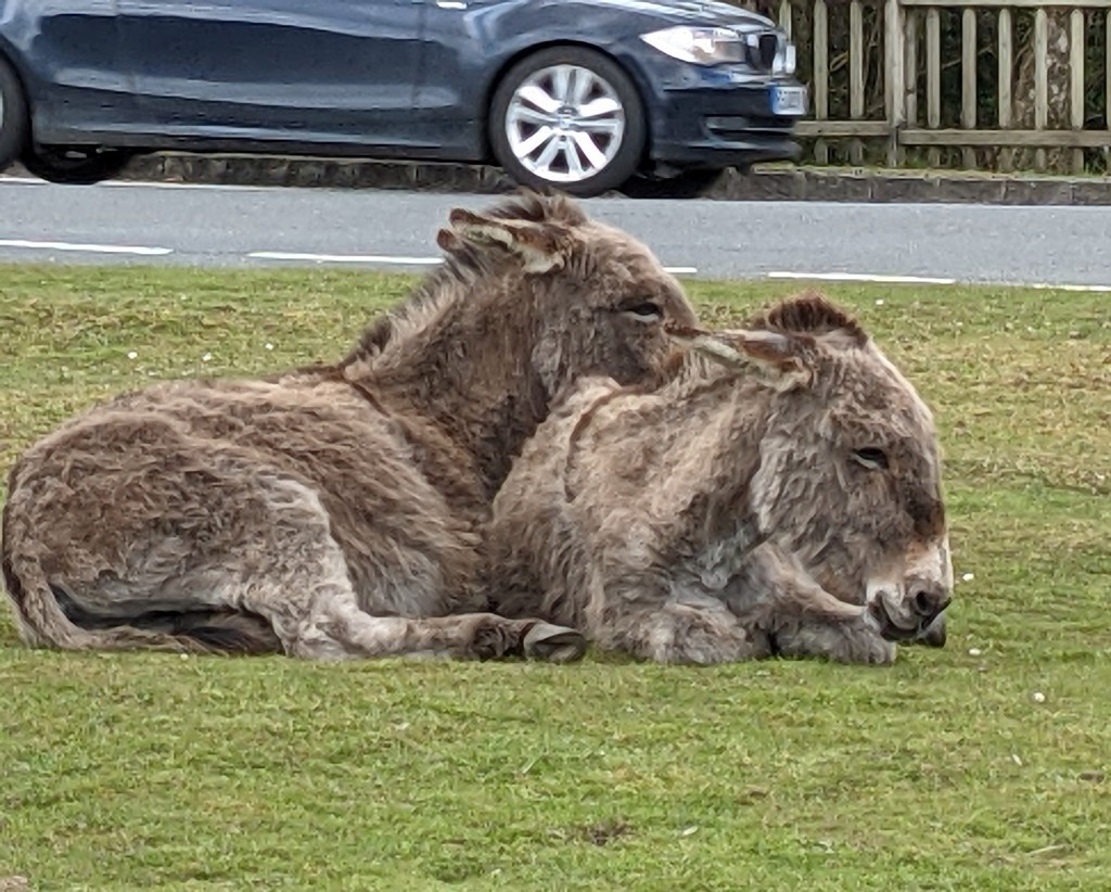 Donkeys by the roadside. by yorkshirelady