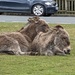 Donkeys by the roadside. by yorkshirelady