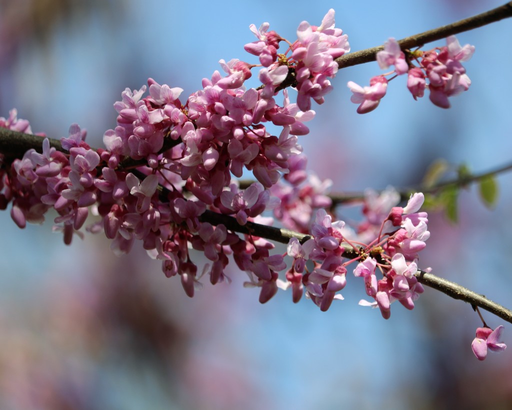 April 12: Spring Redbud Blossoms by daisymiller