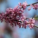April 12: Spring Redbud Blossoms by daisymiller